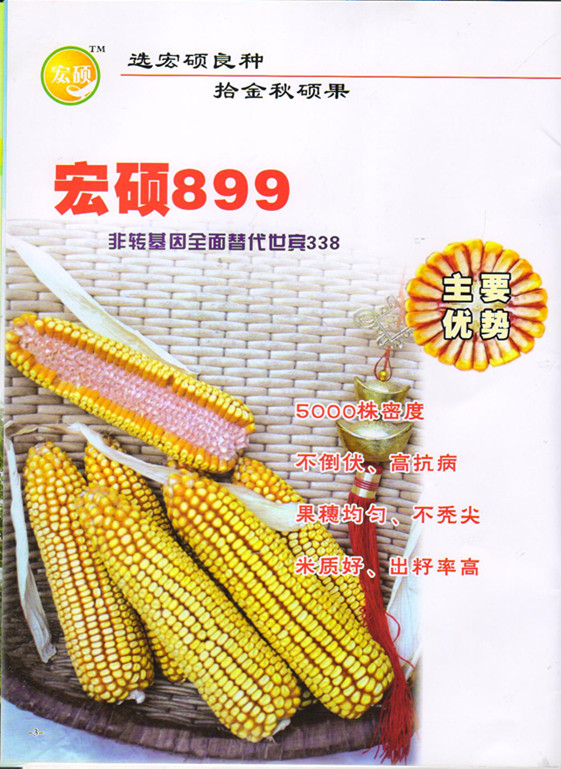 大旱之年,最新玉米品种"宏硕899"尽显英雄本色